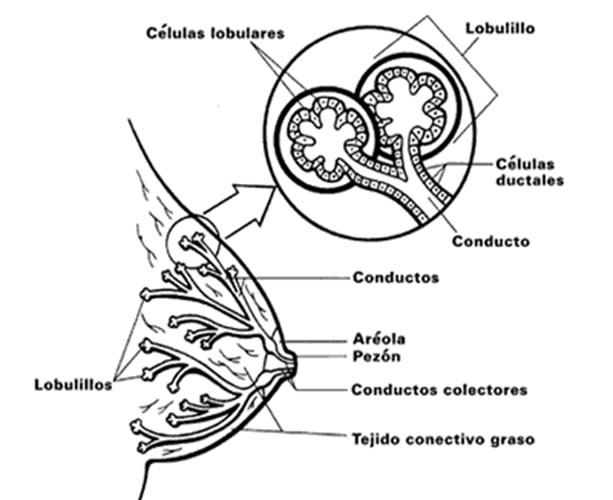 LOBULILLOS